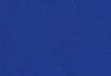 Pigeon Yves Klein blue