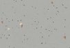 Pigeon Vivid concrete
