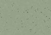 Pigeon Thyme