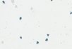 Pigeon Vivid snow