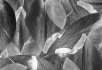 Silhouette Glacier Tulip Field Grey