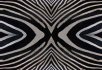 Illusion Zebra