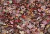 Illusion Red leaves