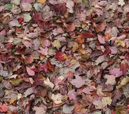 Flotex Vision Image Red leaves ID:2077, 1