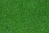 Illusion Grass