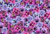 Illusion Pink floral