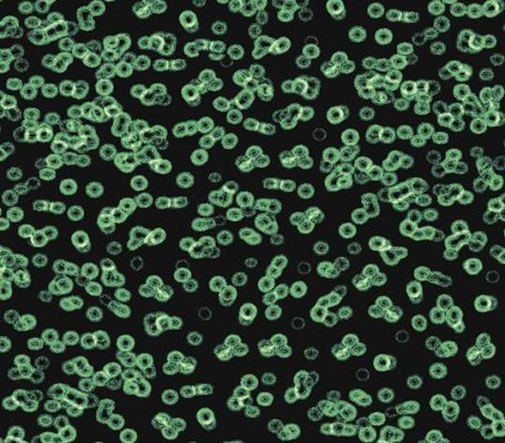 Flotex Sottsass 990102 Bacteria ID:2754, 1