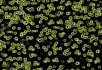 990106 Bacteria 990103 Bacteria
