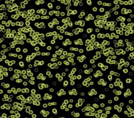 Flotex Sottsass 990103 Bacteria ID:2755, 1
