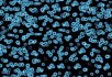 990106 Bacteria 990105 Bacteria