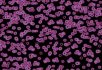 990106 Bacteria 990104 Bacteria