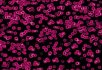 990106 Bacteria 990101 Bacteria