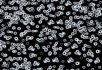 990106 Bacteria 990106 Bacteria
