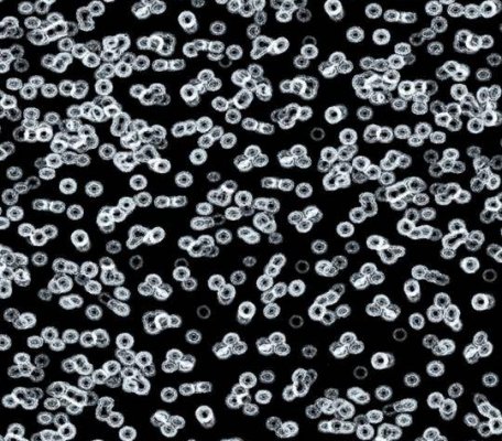 Flotex Sottsass 990106 Bacteria ID:2759, 1