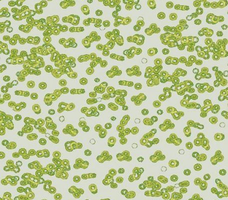 Flotex Sottsass 990203 Bacteria ID:2761, 1