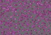 990106 Bacteria 990301 Bacteria