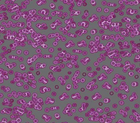 Flotex Sottsass 990301 Bacteria ID:2764, 1