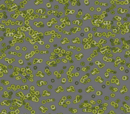 Flotex Sottsass 990302 Bacteria ID:2767, 1