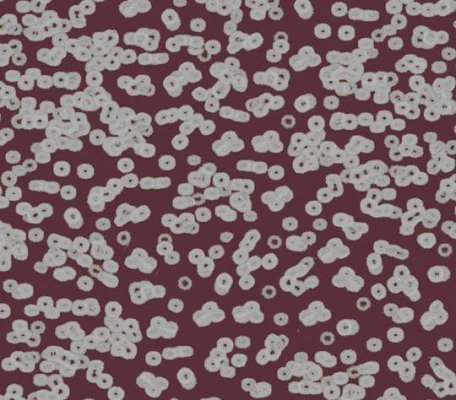 Flotex Sottsass 990402 Bacteria ID:2769, 1