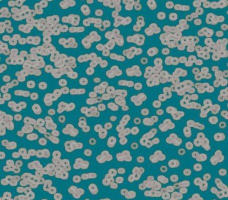 Flotex Sottsass 990404 Bacteria ID:2773, 1