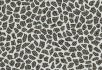 990106 Bacteria 990710 Terrazzo