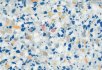 Natural terrazzo Сolourful terrazzo