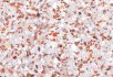 Coral terrazzo Coral terrazzo